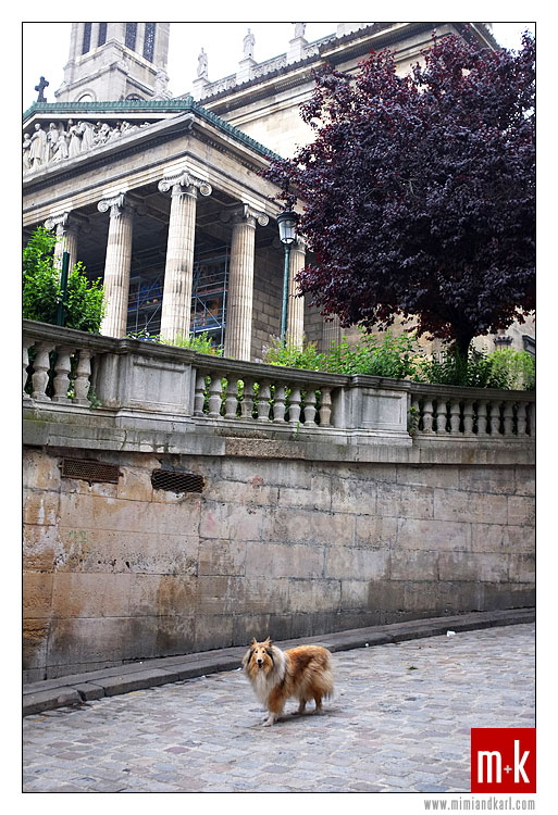 Paris Dog